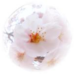 桜の花写真素材01